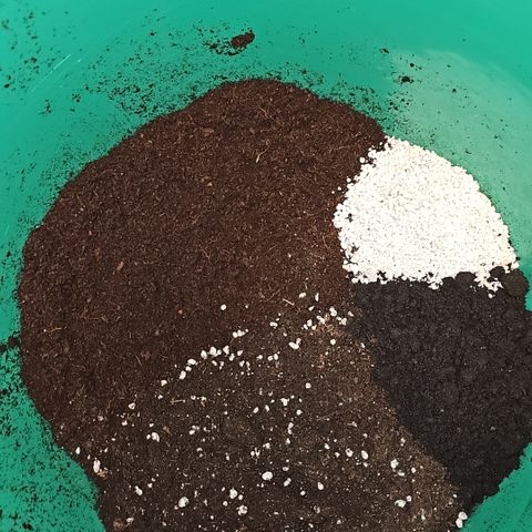 Strawberry Cola Sherbet Fast Version growlog timeline photo