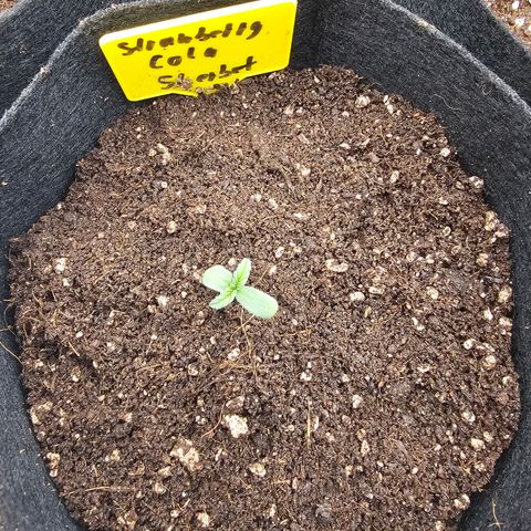 Strawberry Cola Sherbet Fast Version growlog photo: Nr 1 wurde erfolgreich umgetopft