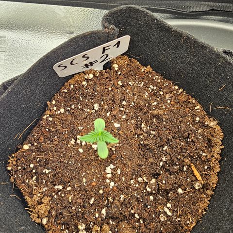 Strawberry Cola Sherbet Fast Version growlog photo: Nr 1 wurde erfolgreich umgetopft