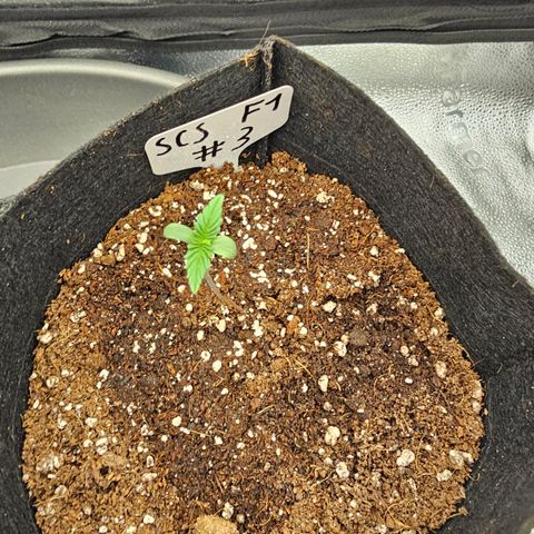 Strawberry Cola Sherbet Fast Version growlog photo: Nr 1 wurde erfolgreich umgetopft