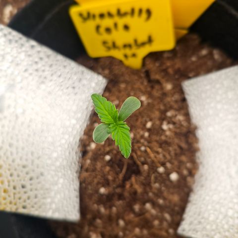 Strawberry Cola Sherbet Fast Version growlog timeline photo