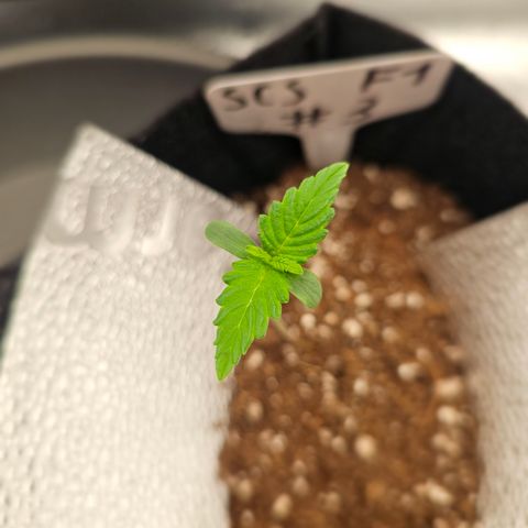 Strawberry Cola Sherbet Fast Version growlog timeline photo