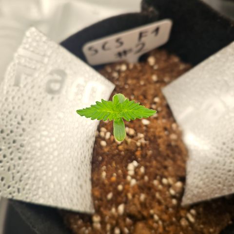 Strawberry Cola Sherbet Fast Version growlog timeline photo