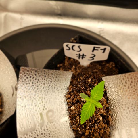 Strawberry Cola Sherbet Fast Version growlog photo: Jeweilige ppfd Werte für jede plant 