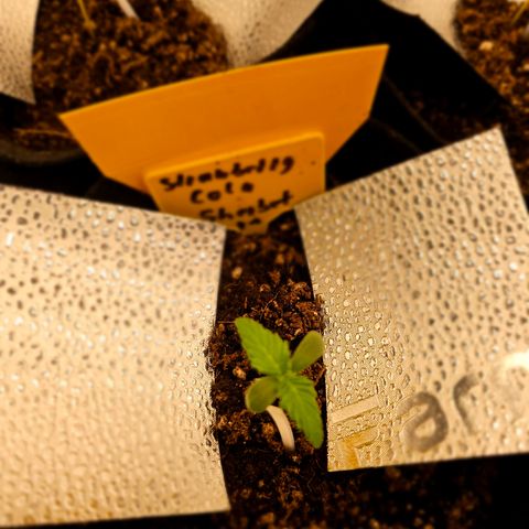 Strawberry Cola Sherbet Fast Version growlog photo: Jeweilige ppfd Werte für jede plant 