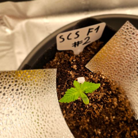 Strawberry Cola Sherbet Fast Version growlog photo: Jeweilige ppfd Werte für jede plant 