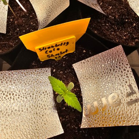 Strawberry Cola Sherbet Fast Version growlog timeline photo