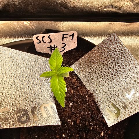 Strawberry Cola Sherbet Fast Version growlog timeline photo