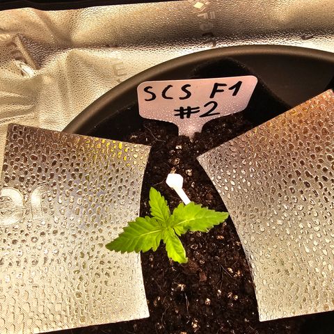 Strawberry Cola Sherbet Fast Version growlog timeline photo