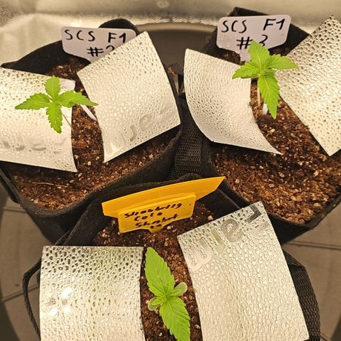 Strawberry Cola Sherbet Fast Version growlog timeline photo