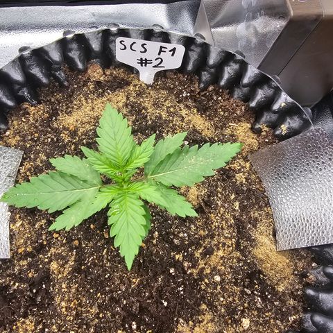 Strawberry Cola Sherbet Fast Version growlog timeline photo