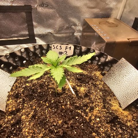 Strawberry Cola Sherbet Fast Version growlog timeline photo