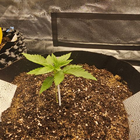 Strawberry Cola Sherbet Fast Version growlog timeline photo