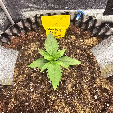 Strawberry Cola Sherbet Fast Version growlog timeline photo