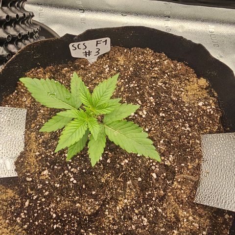 Strawberry Cola Sherbet Fast Version growlog timeline photo