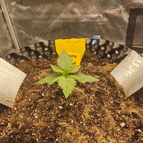 Strawberry Cola Sherbet Fast Version growlog timeline photo