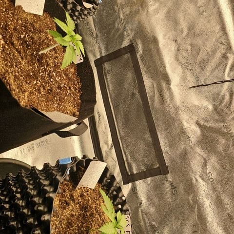 Strawberry Cola Sherbet Fast Version growlog photo: Morgens 