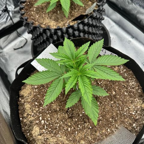 Strawberry Cola Sherbet Fast Version growlog timeline photo