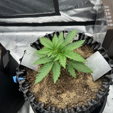 Strawberry Cola Sherbet Fast Version growlog timeline photo