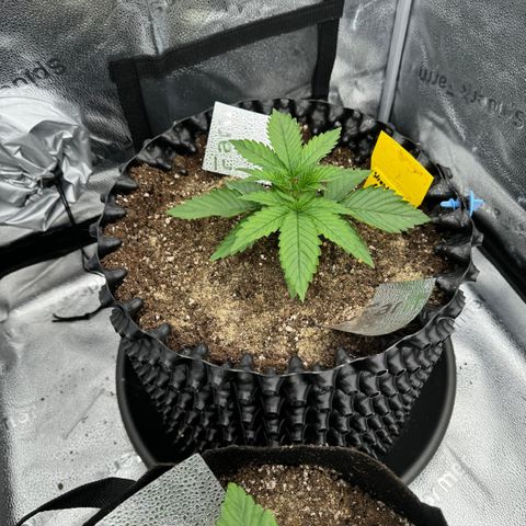 Strawberry Cola Sherbet Fast Version growlog timeline photo