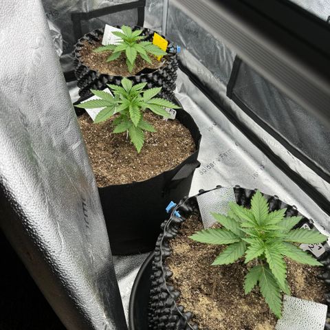 Strawberry Cola Sherbet Fast Version growlog timeline photo