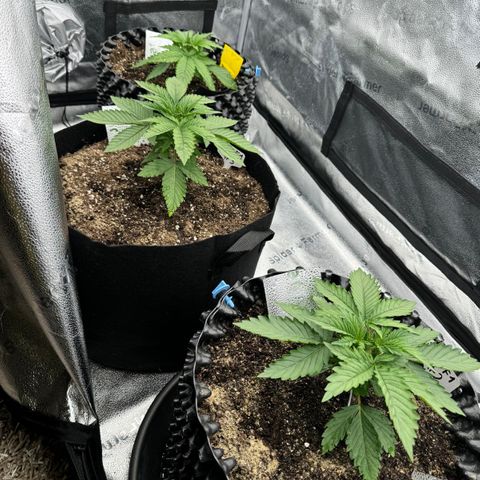 Strawberry Cola Sherbet Fast Version growlog timeline photo