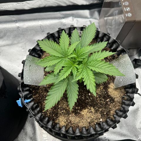 Strawberry Cola Sherbet Fast Version growlog timeline photo