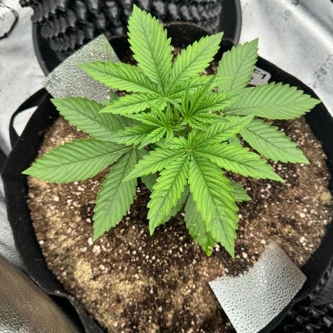 Strawberry Cola Sherbet Fast Version growlog timeline photo