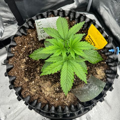 Strawberry Cola Sherbet Fast Version growlog timeline photo
