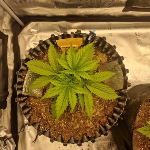 Strawberry Cola Sherbet Fast Version growlog timeline photo