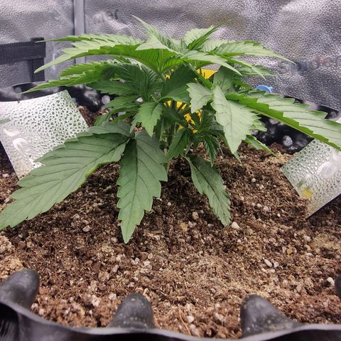 Strawberry Cola Sherbet Fast Version growlog timeline photo