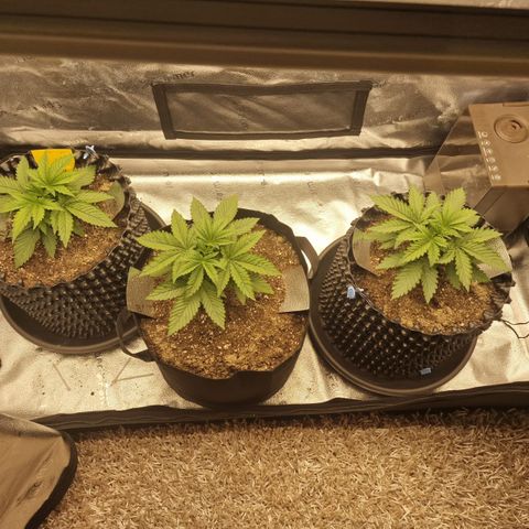 Strawberry Cola Sherbet Fast Version growlog timeline photo