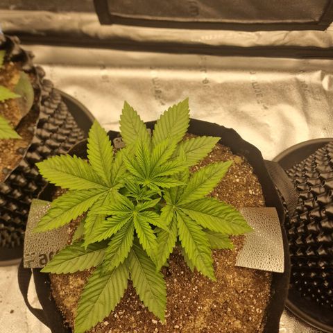 Strawberry Cola Sherbet Fast Version growlog timeline photo