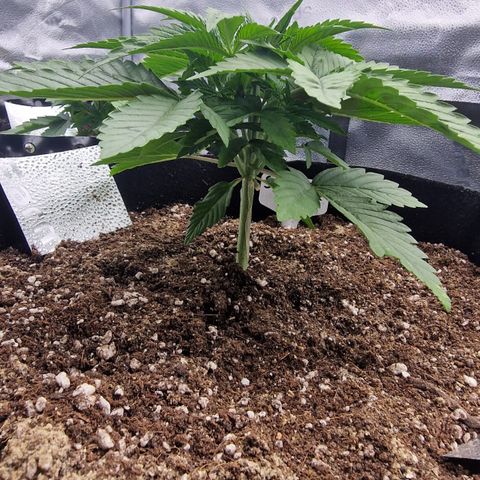 Strawberry Cola Sherbet Fast Version growlog timeline photo