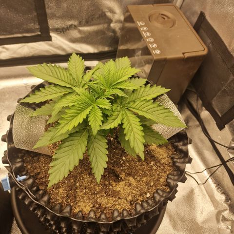 Strawberry Cola Sherbet Fast Version growlog timeline photo