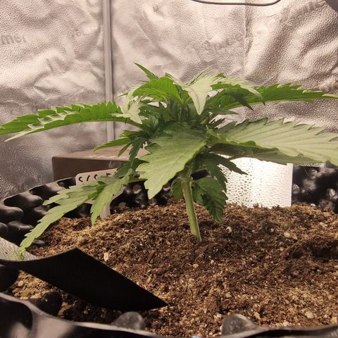 Strawberry Cola Sherbet Fast Version growlog timeline photo