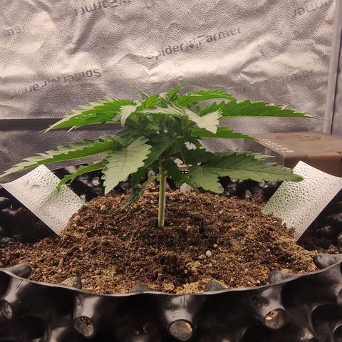 Strawberry Cola Sherbet Fast Version growlog timeline photo