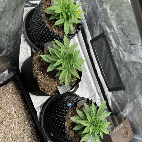 Strawberry Cola Sherbet Fast Version growlog timeline photo