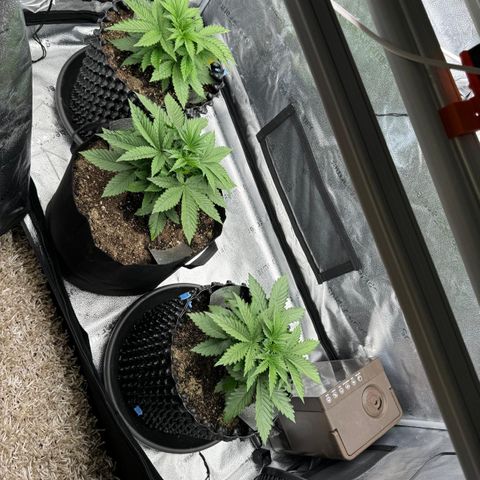 Strawberry Cola Sherbet Fast Version growlog timeline photo