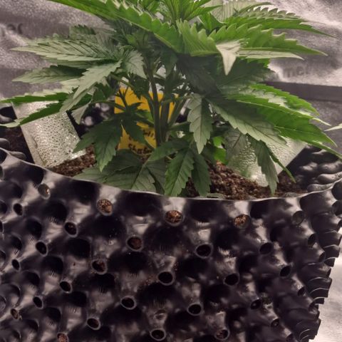 Strawberry Cola Sherbet Fast Version growlog timeline photo