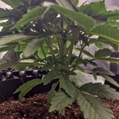 Strawberry Cola Sherbet Fast Version growlog timeline photo