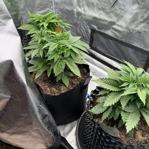 Strawberry Cola Sherbet Fast Version growlog timeline photo