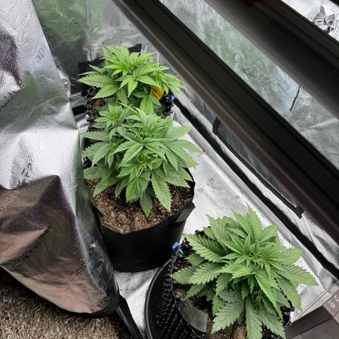 Strawberry Cola Sherbet Fast Version growlog timeline photo