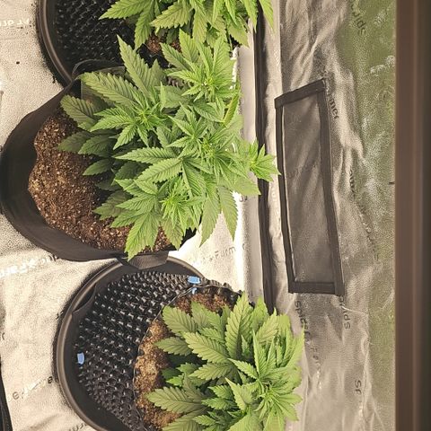 Strawberry Cola Sherbet Fast Version growlog timeline photo