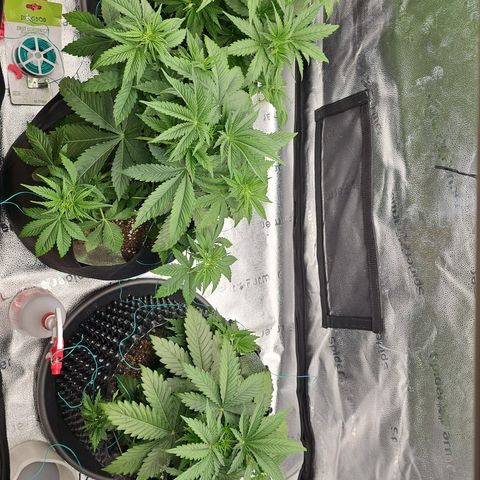 Strawberry Cola Sherbet Fast Version growlog timeline photo