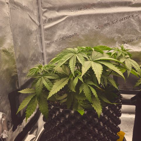 Strawberry Cola Sherbet Fast Version growlog timeline photo