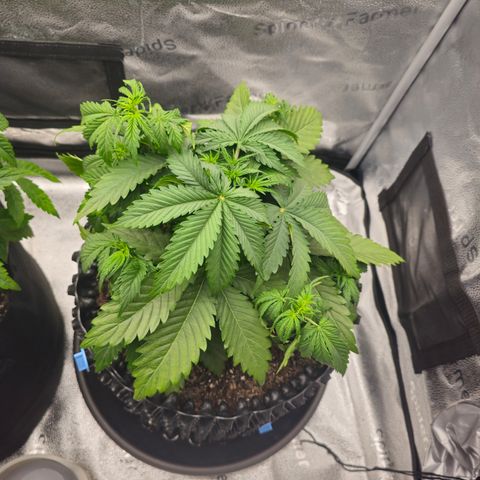 Strawberry Cola Sherbet Fast Version growlog timeline photo