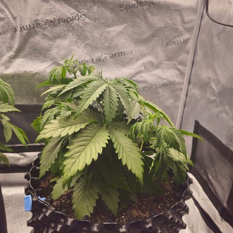 Strawberry Cola Sherbet Fast Version growlog timeline photo