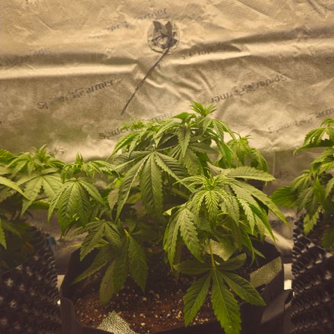Strawberry Cola Sherbet Fast Version growlog timeline photo