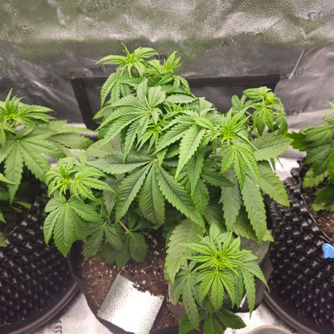 Strawberry Cola Sherbet Fast Version growlog timeline photo